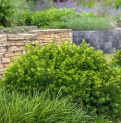 Zwerg Kugeleibe Little Gem 30-40cm - Taxus Baccata