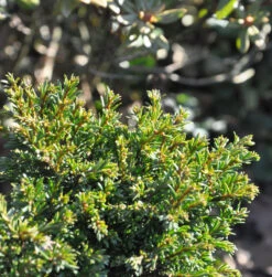Miniatur Eibe Minima 30-40cm - Taxus Baccata