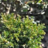 Miniatur Eibe Minima 25-30cm - Taxus Baccata