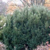 Eibe Osterberg 25-30cm - Taxus Baccata