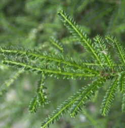 Kurznadlige Eibe Rushmore 50-60cm - Taxus Baccata