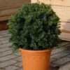 Kugelschnitt Dunkle Straucheibe Schwarzgrün 20-25cm - Taxus Baccata