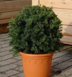 Kugelschnitt Dunkle Straucheibe Schwarzgrün 20-25cm - Taxus Baccata