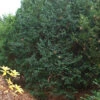 Dunkle Straucheibe Schwarzgrün 25-30cm - Taxus Baccata