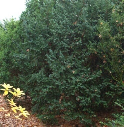 Dunkle Straucheibe Schwarzgrün 50-60cm - Taxus Baccata