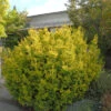 Goldene Straucheibe 30-40cm - Taxus Baccata Semperaurea