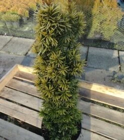 Gelbe Säulen Eibe Standishii 40-50cm - Taxus Baccata