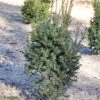 Eibe Typ Enno Hinrichs 25-30cm - Taxus Baccata
