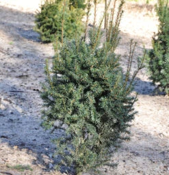 Eibe Typ Enno Hinrichs 25-30cm - Taxus Baccata