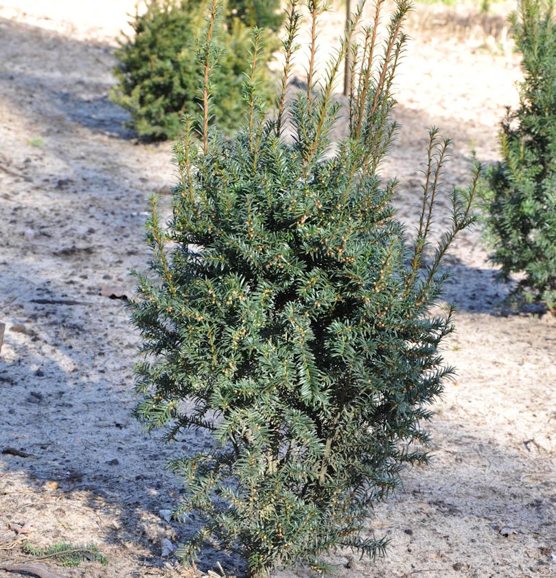 Eibe Typ Enno Hinrichs 20-25cm - Taxus Baccata 1 Eibe Typ Enno Hinrichs 20-25cm - Taxus Baccata