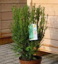 Heckeneibe Westerstede 60-70cm - Taxus Baccata