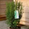 Heckeneibe Westerstede 70-80cm - Taxus Baccata