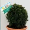 Kugelschnitt Eibe Westerstede 30-40cm - Taxus Baccata