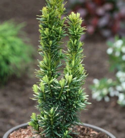 Gelbe Säulen Eibe David 40-50cm - Taxus Baccata