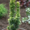 Gelbe Säulen Eibe David 80-100cm - Taxus Baccata
