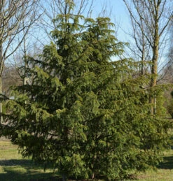 Grüne Adlerschwingeneibe 50-60cm - Taxus Baccata Dovastoniana