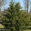 Grüne Adlerschwingeneibe 30-40cm - Taxus Baccata Dovastoniana