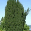 Grüne Säuleneibe 60-70cm - Taxus Baccata Fastigiata
