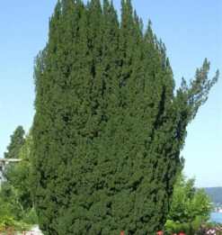 Grüne Säuleneibe 25-30cm - Taxus Baccata Fastigiata