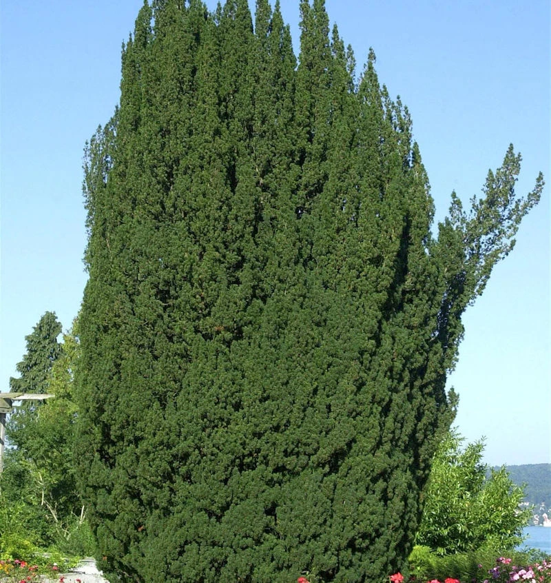 Grüne Säuleneibe 25-30cm - Taxus Baccata Fastigiata 1 Grüne Säuleneibe 25-30cm - Taxus Baccata Fastigiata