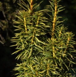 Goldgelbe Säuleneibe Goldstar 50-60cm - Taxus Baccata