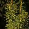 Goldgelbe Säuleneibe Goldstar 60-70cm - Taxus Baccata
