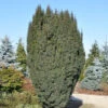 Schlanke Säulen Eibe Litfaß 50-60cm - Taxus Baccata