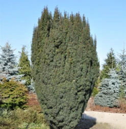 Schlanke Säulen Eibe Litfaß 40-50cm - Taxus Baccata