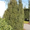 Kegel Eibe 40-50cm - Taxus Baccata