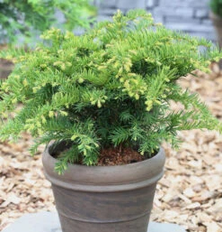 Tafeleibe 25-30cm - Taxus Baccata