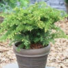Tafeleibe 20-25cm - Taxus Baccata