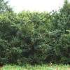 Goldgelbe Eibe Summergold 50-60cm - Taxus Baccata