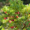 Japanische Zwergeibe 40-50cm - Taxus Cuspidata Nana