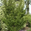 Zwerg Straucheibe Amersfoort 25-30cm - Taxus Cuspidata