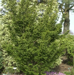 Zwerg Straucheibe Amersfoort 25-30cm - Taxus Cuspidata