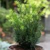 Japanische Zwergeibe Lescow 25-30cm - Taxus Cuspidata