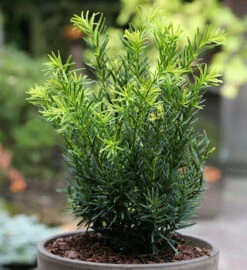 Japanische Zwergeibe Lescow 25-30cm - Taxus Cuspidata