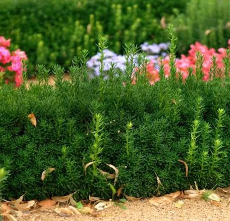 Bechereibe Groenland 100-125cm - Taxus Media Groenland 1 Bechereibe Groenland 100-125cm - Taxus Media Groenland