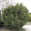 Bechereibe 30-40cm - Taxus Media