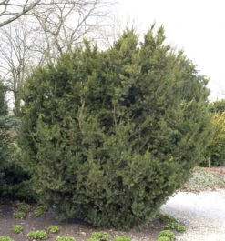 Bechereibe 50-60cm - Taxus Media