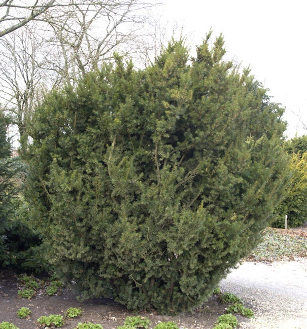 Bechereibe 80-100cm - Taxus Media 1 Bechereibe 80-100cm - Taxus Media