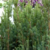 Becher Eibe Rising Star 30-40cm - Taxus Media