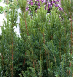 Becher Eibe Rising Star 30-40cm - Taxus Media