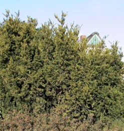 Eibe Hillii 70-80cm - Taxus Media