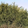 Eibe Hillii 20-25cm - Taxus Media