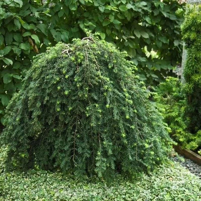 Hängende Kanadische Hemlocktanne 40-60cm - Tsuga Canadensis 1 Hängende Kanadische Hemlocktanne 40-60cm - Tsuga Canadensis