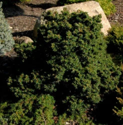 Kompakte Zwerg Hemlocktanne Miniatur 40-50cm - Tsuga Canadensis