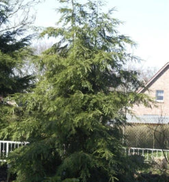 Kanadische Hemlocktanne 80-100cm - Tsuga Canadensis