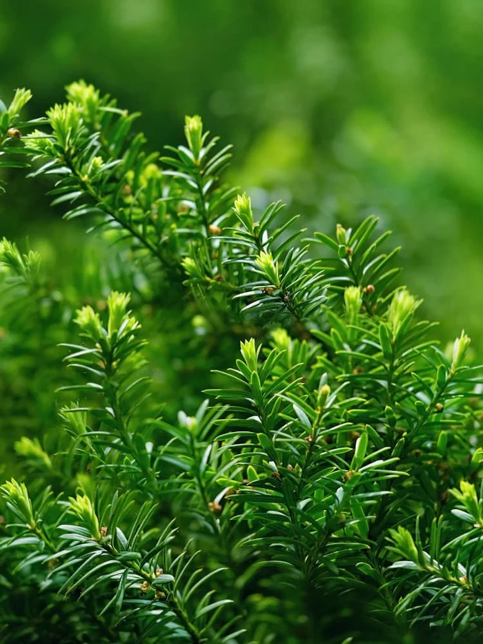 Deutschland Gruen Flair Verkaufs-Shop -Deutschland Gruen Flair Verkaufs-Shop 1