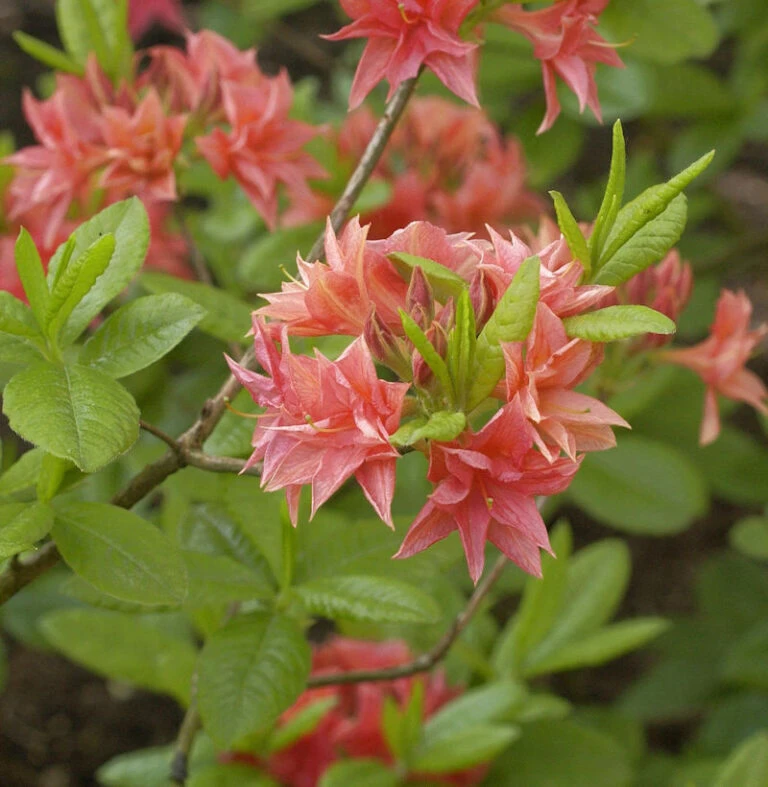 Deutschland Gruen Flair Verkaufs-Shop -Deutschland Gruen Flair Verkaufs-Shop 2